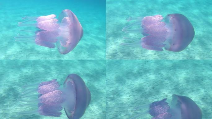 一种根瘤菌，通常被称为桶水母，垃圾箱盖水母或在水下慢动作拍摄的褶皱水母，在透明的蓝色中游泳，并带有令