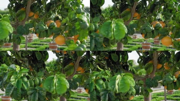 穿过橘子柑橘树。透过一棵生长成熟的橘子和橘子的树。慢动作特写