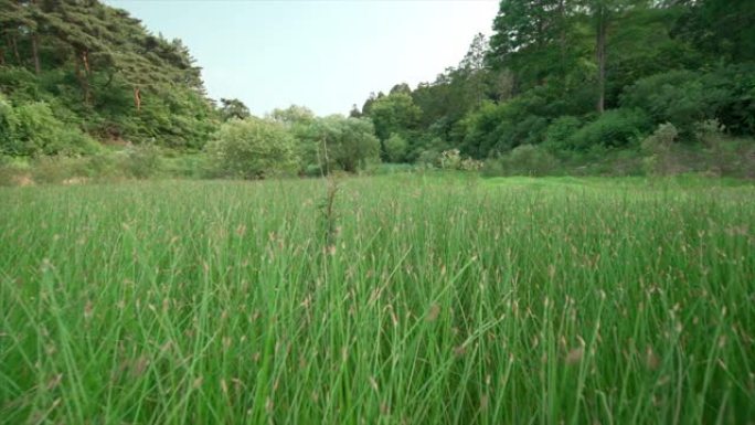 稳定的凸轮 -- 韩国春天下午郁郁葱葱的绿色森林场