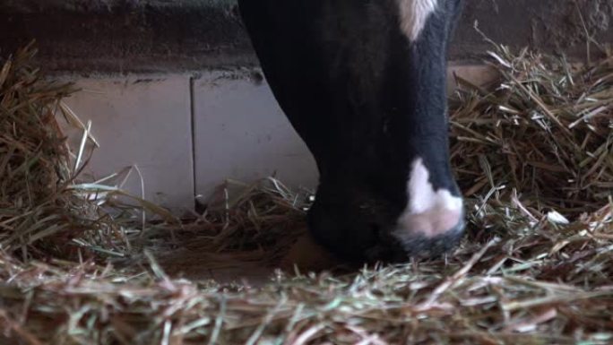 Slow Motion domestic animals eating hay in barn. C