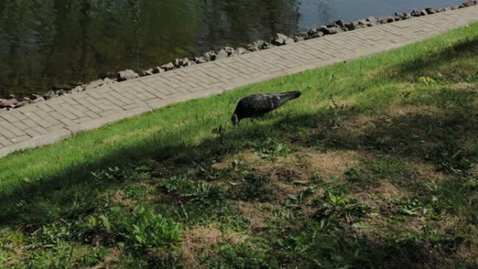 城市鸽子在池塘边的草地上行走
