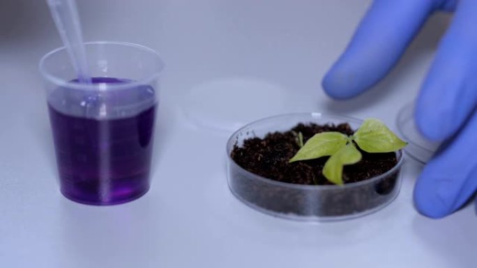 人类生物学家在培养皿的芽前拿着带有蓝色化学成分的移液器。医生正在进行一项改变大豆芽基因组的实验。创造