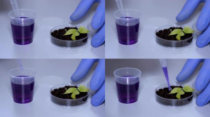 人类生物学家在培养皿的芽前拿着带有蓝色化学成分的移液器。医生正在进行一项改变大豆芽基因组的实验。创造