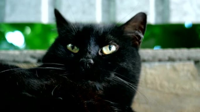 С 黑猫的迷失肖像，它从一侧到另一侧扭曲头部或直接看着镜头。
