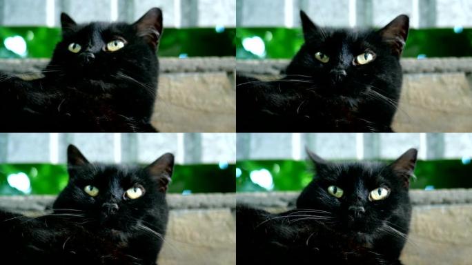 С 黑猫的迷失肖像，它从一侧到另一侧扭曲头部或直接看着镜头。