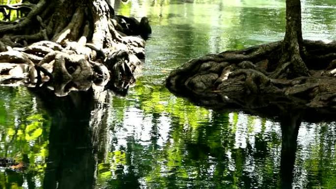 红树林中的清澈绿松石运河