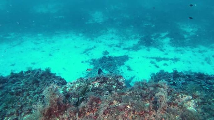 深水肺潜水-石斑鱼游到底部