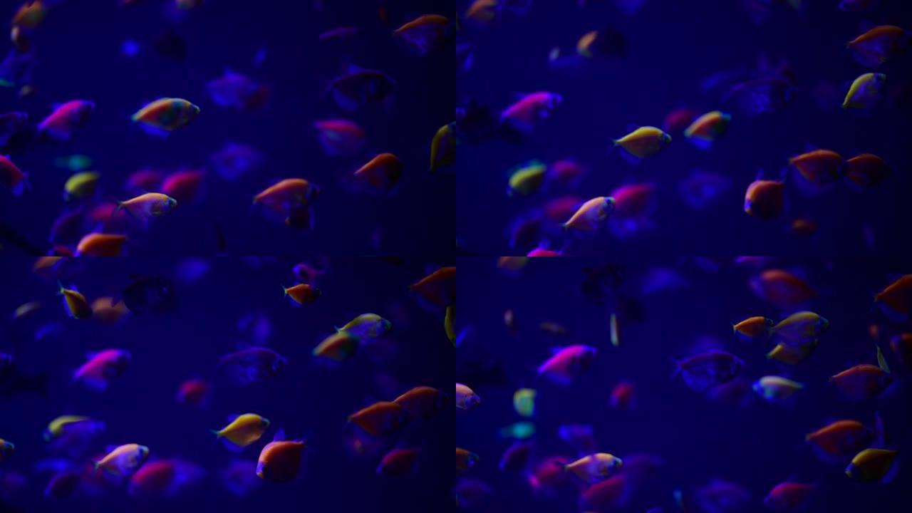 淡水水族馆中的全彩辉光鱼群