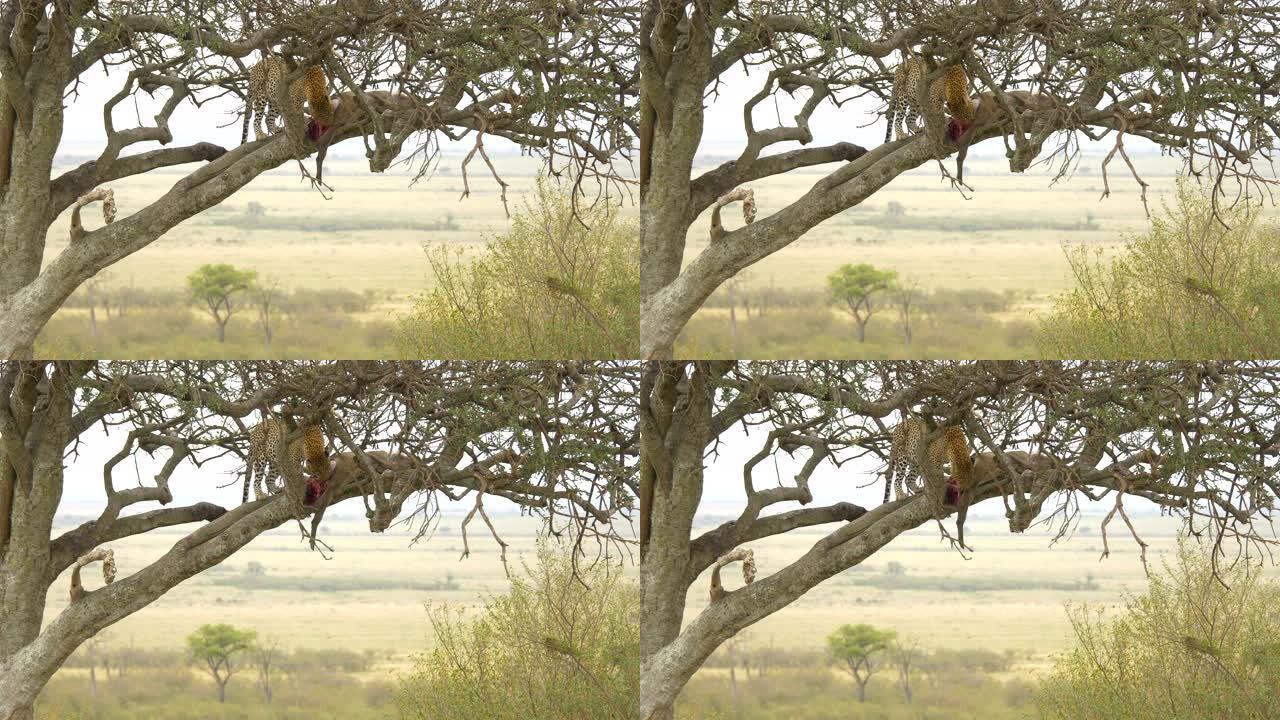 豹子在树上吃尸体