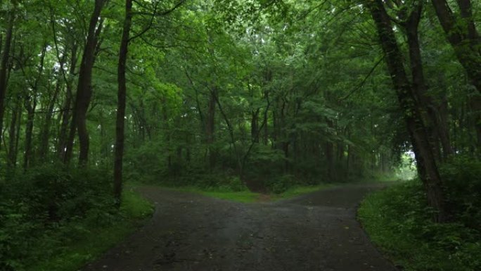 森林中的道路分裂分裂自然环境