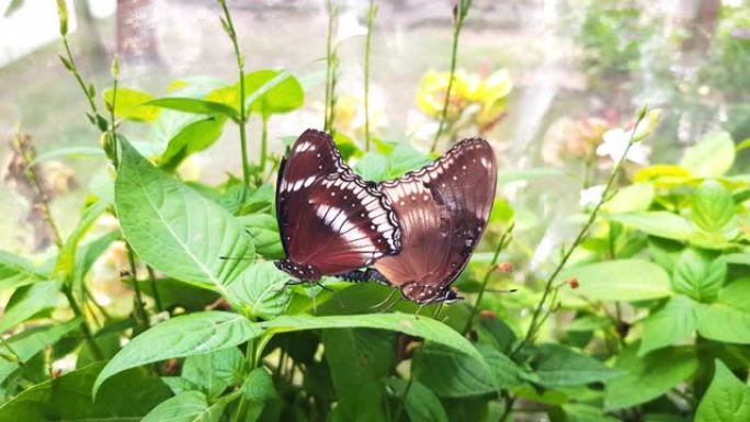 美丽的蝴蝶繁殖