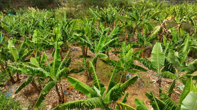 云南雨尼村香蕉种植园