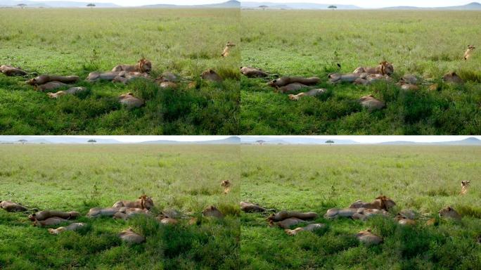非洲野生狮子的骄傲躺在灌木丛中休息以逃避热量