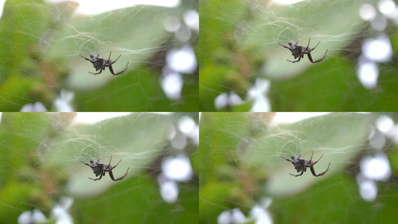 蜘蛛网上的蜘蛛在4k慢动作60fps