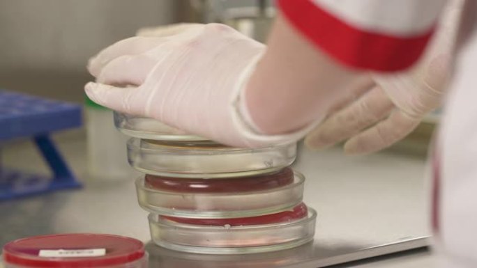 医学技术专家将培养皿放在微生物实验室的桌子上的特写镜头。微生物培养。医学研究概念
