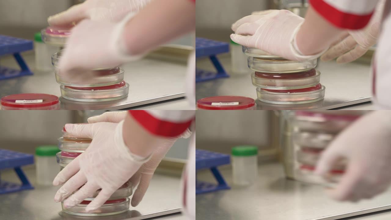 医学技术专家将培养皿放在微生物实验室的桌子上的特写镜头。微生物培养。医学研究概念