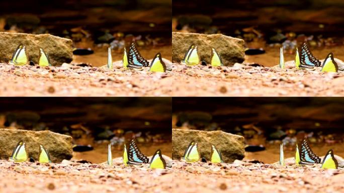 4K.一群五颜六色的蝴蝶在地面上移动蝴蝶的翅膀，在河边的大自然中飞行，选择性聚焦