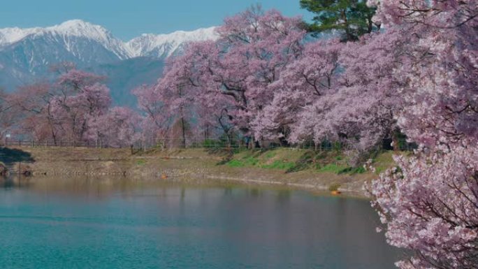 日本长野的雪山和樱花与蓝天