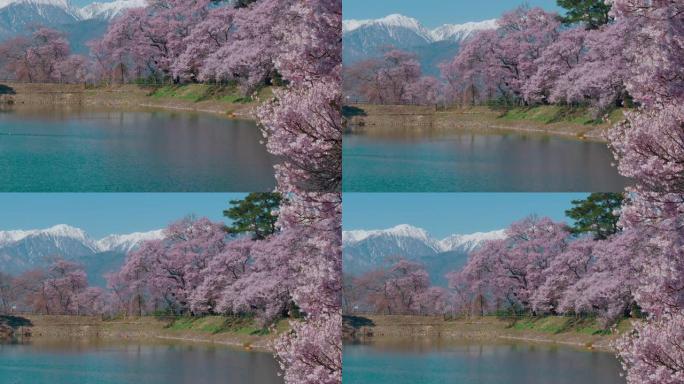 日本长野的雪山和樱花与蓝天