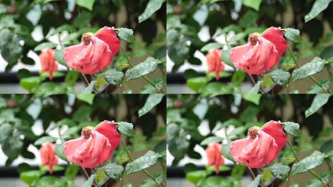 美丽的红玫瑰在风雨中，4k电影，慢镜头。