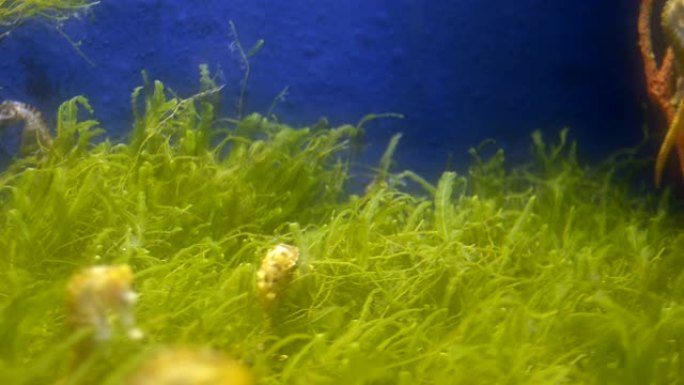 水族馆里的海马