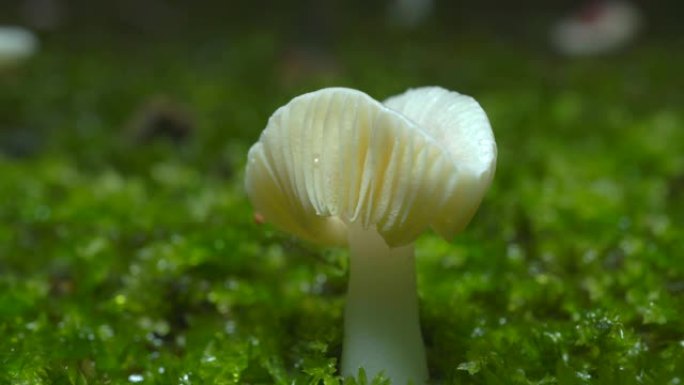 湿苔藓中小红菇的特写