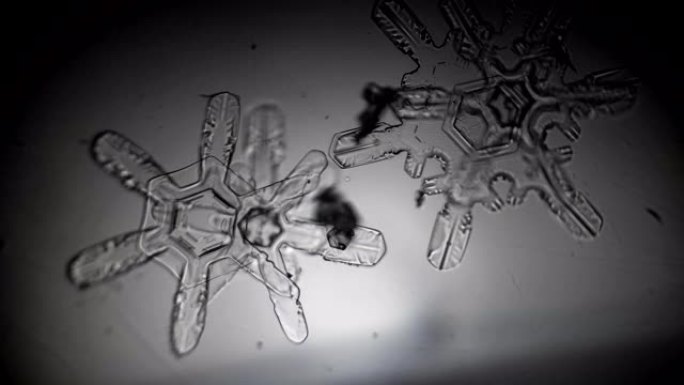 两片雪花在显微镜下融化。