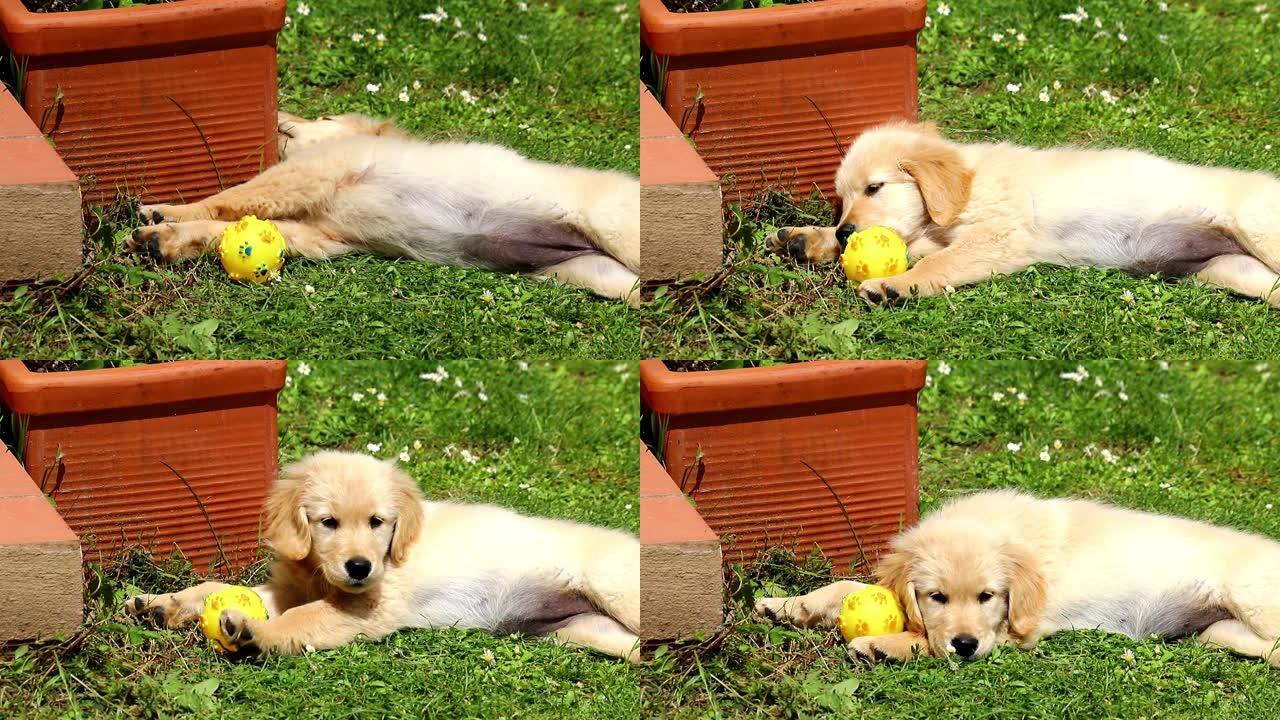 一只两个月大的金毛猎犬在绿色草地上放松