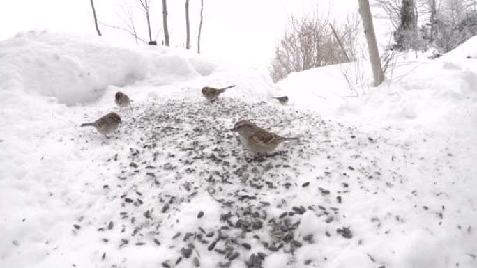 许多雀鸟在冬天吃雪中的种子。