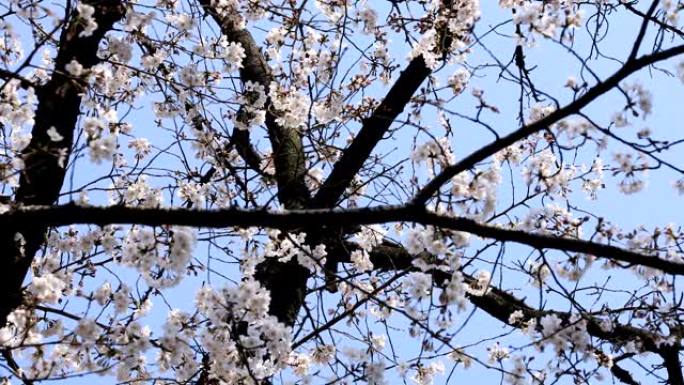 日本东京花园的樱花