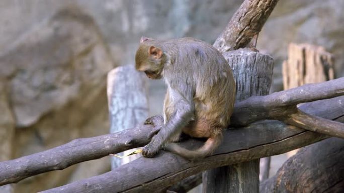猴子独自坐着吃饭