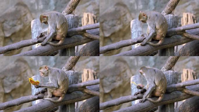 猴子独自坐着吃饭