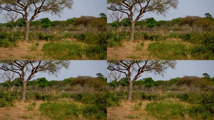 野生非洲长颈鹿在相思树间的荆棘丛中放牧