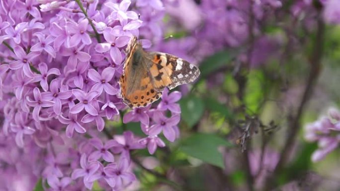 在阳光明媚的春天，花在盛开的丁香花上画蝴蝶 (Vanessa Cynthia cardui)。浅深度
