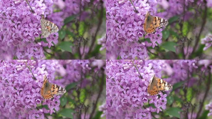 在阳光明媚的春天，花在盛开的丁香花上画蝴蝶 (Vanessa Cynthia cardui)。浅深度
