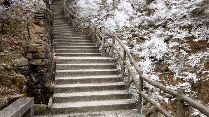 黄山4k步联合国教科文组织世界遗产国家公园冬季与雪和片状松树，黄山，中国