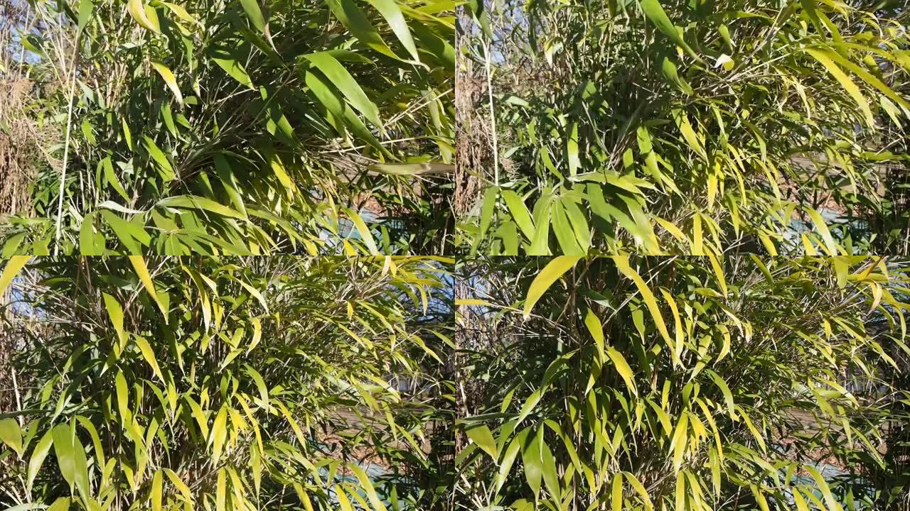 竹树树叶背景