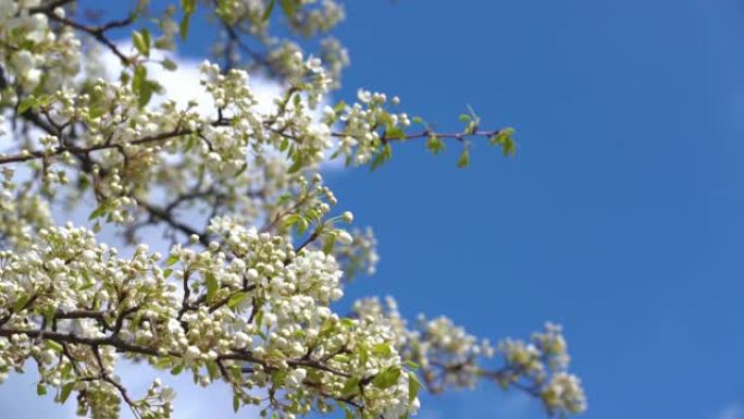 一棵盛开的苹果树的树枝，在蓝天上飘着春风。美丽的白花特写。慢动作。