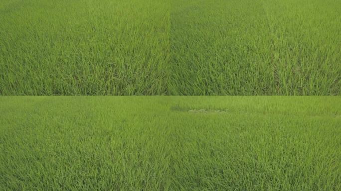 越南稻田的空中惊人景色