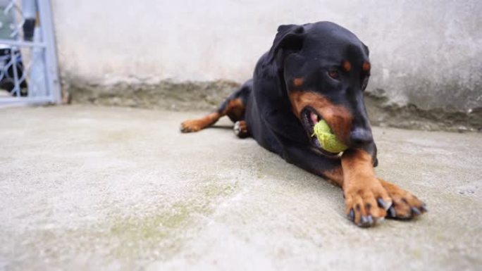 有趣的杜宾犬打网球