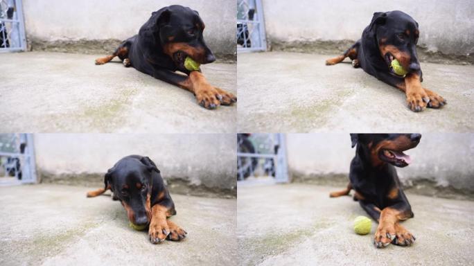 有趣的杜宾犬打网球