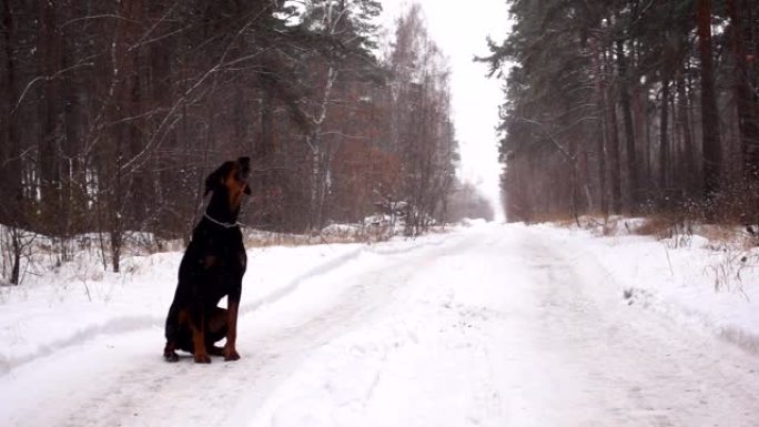 杜宾犬在冬季降雪时像狼一样how叫，坐在森林的路上。