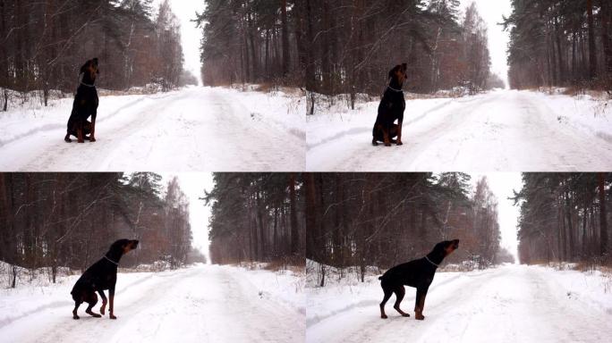 杜宾犬在冬季降雪时像狼一样how叫，坐在森林的路上。