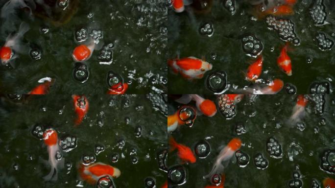 美丽的金鱼在水族馆水箱里游泳。
