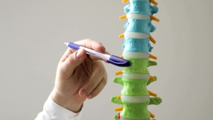 医生的手在脊椎模型上指着脊椎，特写视图