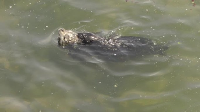 斑海豹 (Phoca vitulina stejnegeri)