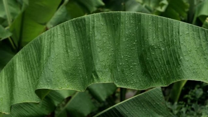 雨中的绿色香蕉棕榈叶