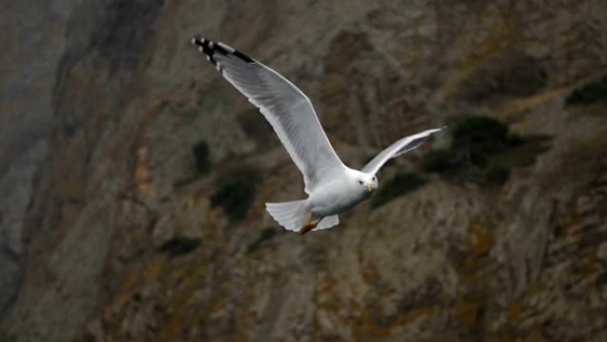 近景海鸥在海岸岩石背景上飞行