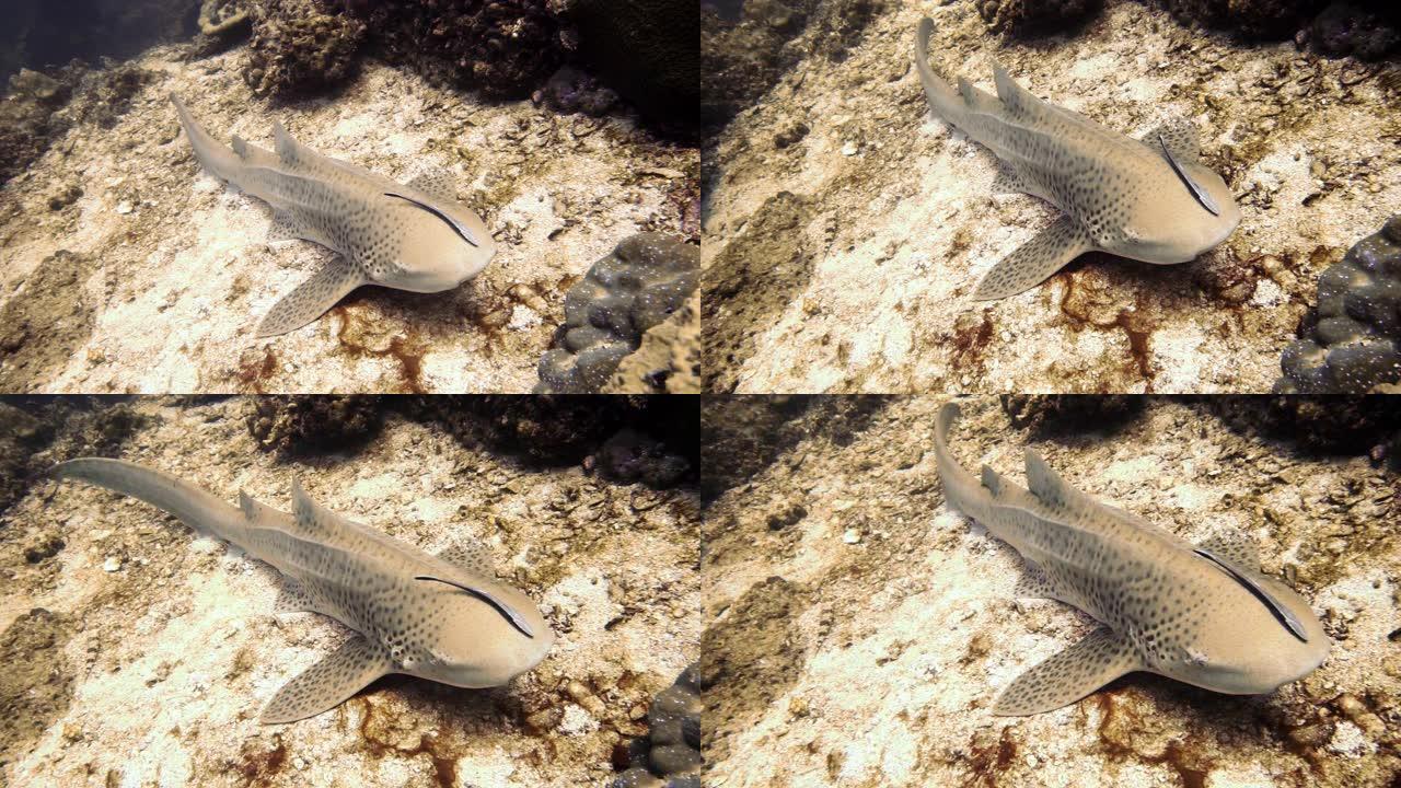 利用颊泵呼吸的濒危物种豹鲨 (Stegostoma fasciatum)
