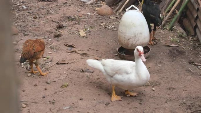 在泰国农场喂养家鸭和鸡